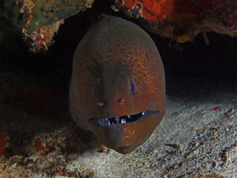 diving maldives gaint moray