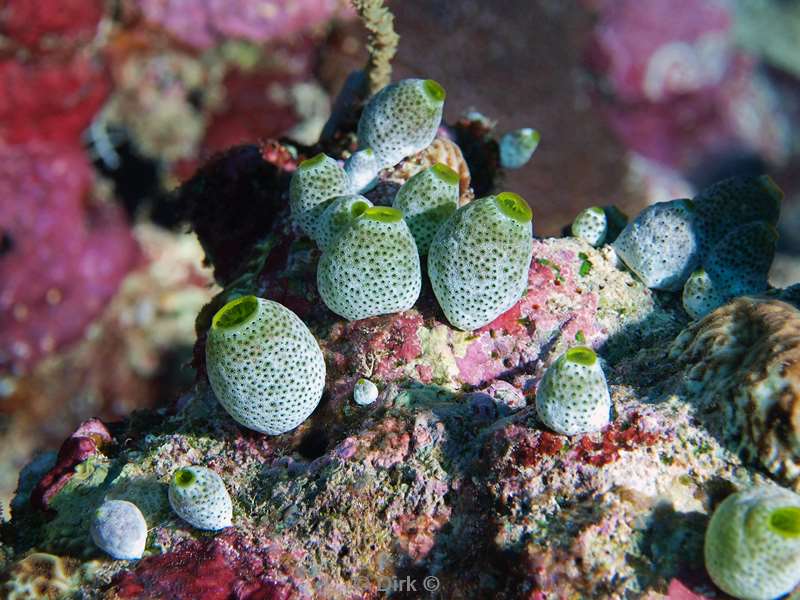 duiken malediven groene zakpijp
