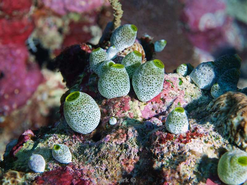 diving maldives green tube