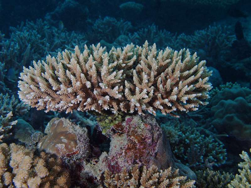 diving maldives hertshoornkoraal