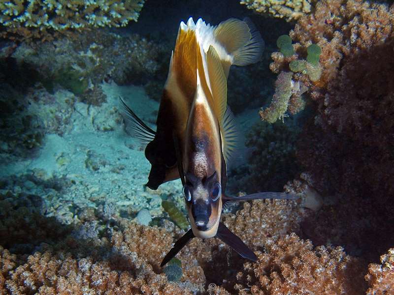 diving maldives horned bannerfish