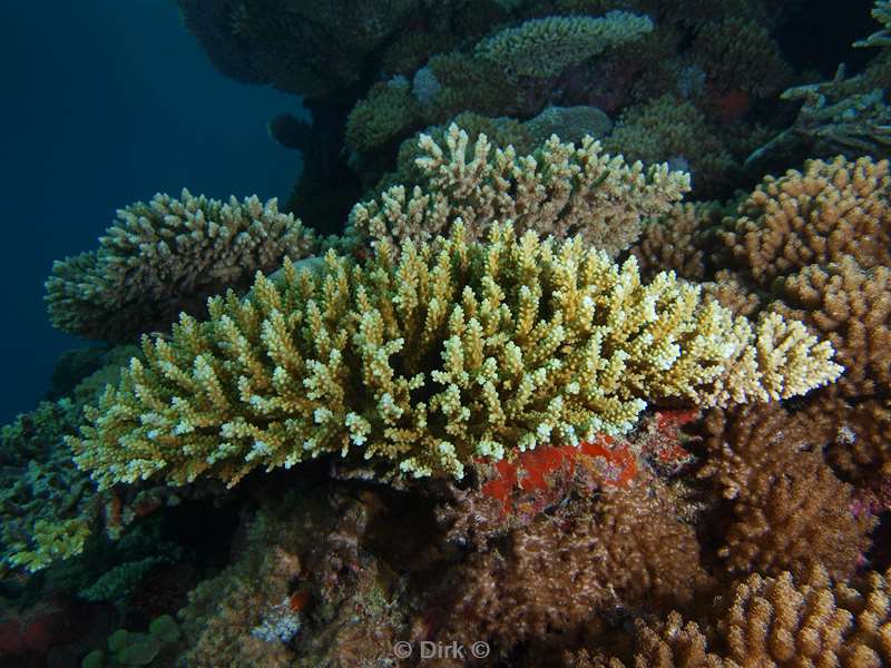 diving maldives coral