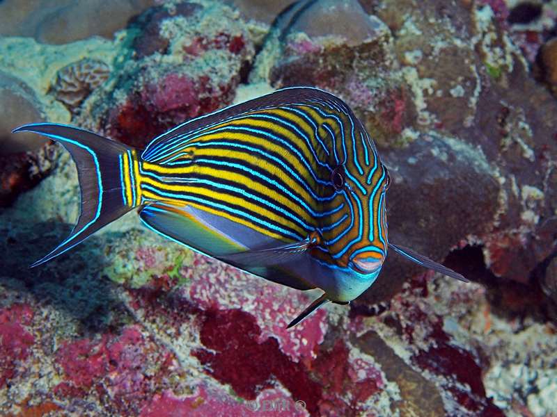 diving maldives lined surgeonfish