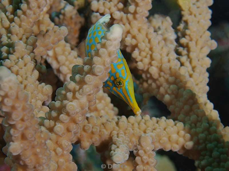 duiken malediven long nose filefish