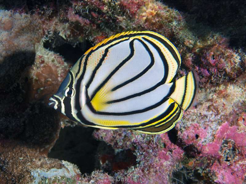 duiken malediven meyers butterflyfish