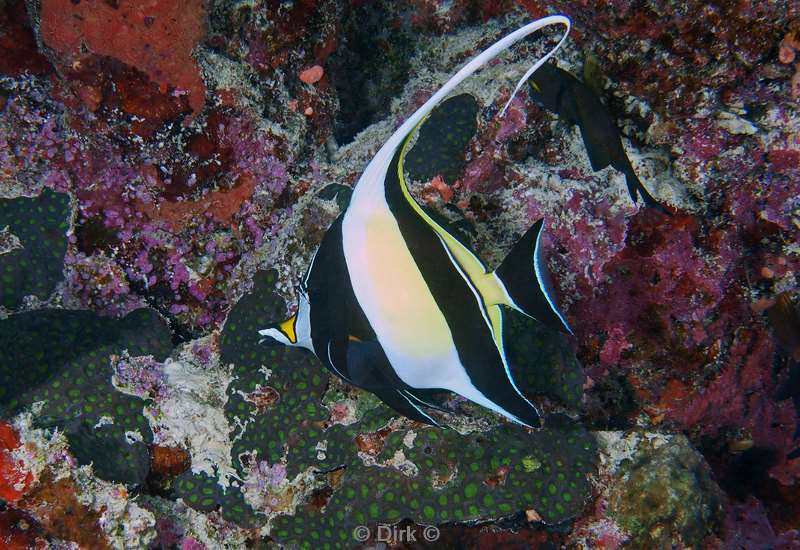 diving maldives moorish idol