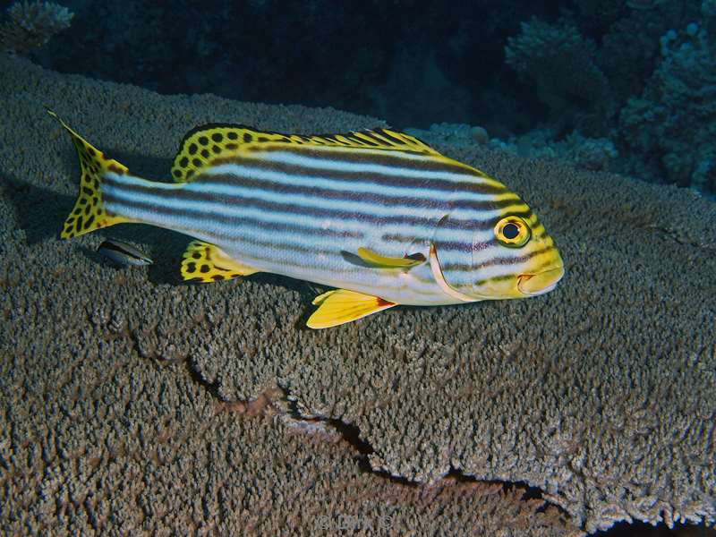 diving maldives oriental sweetlip