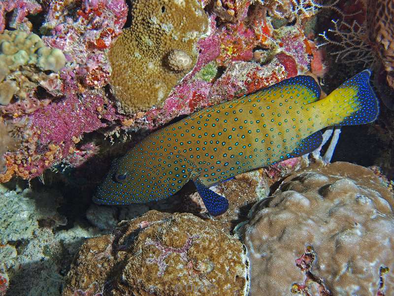 duiken malediven peacock rock cod