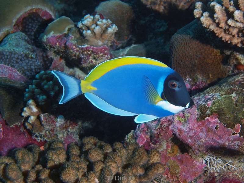 duiken malediven powder blue surgeonfish