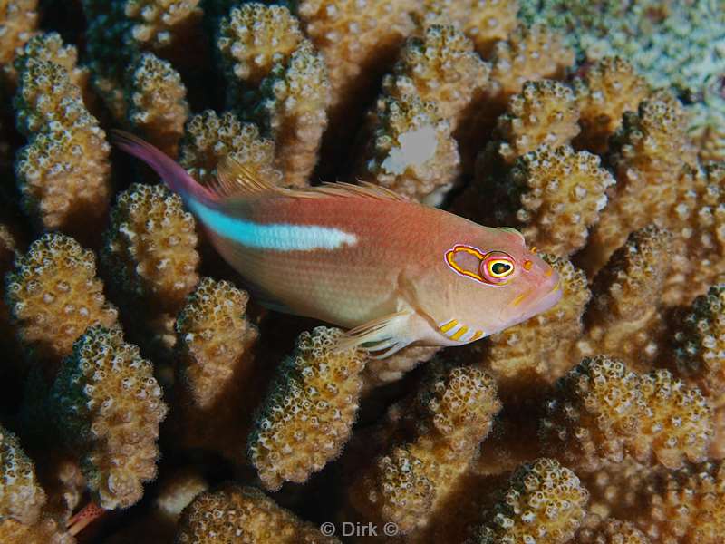 duiken malediven ring eye hawkfish