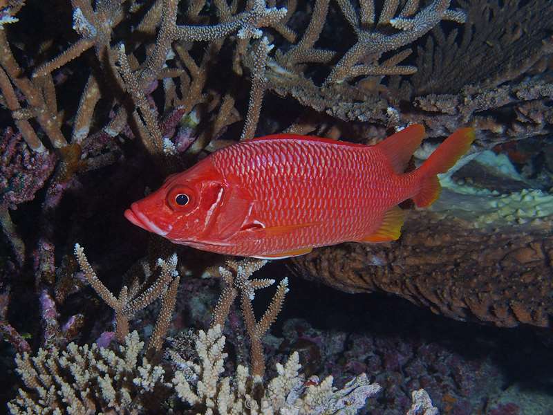 duiken malediven sabre squirrelfish