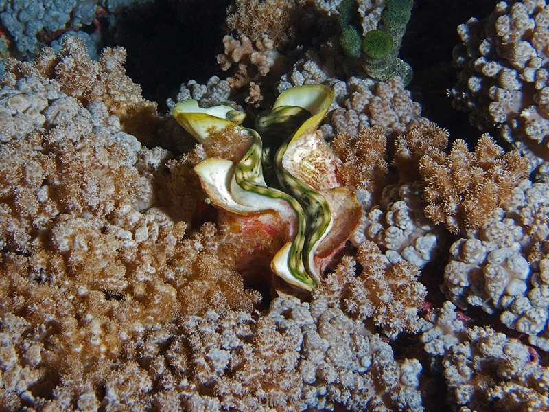 duiken malediven schelp