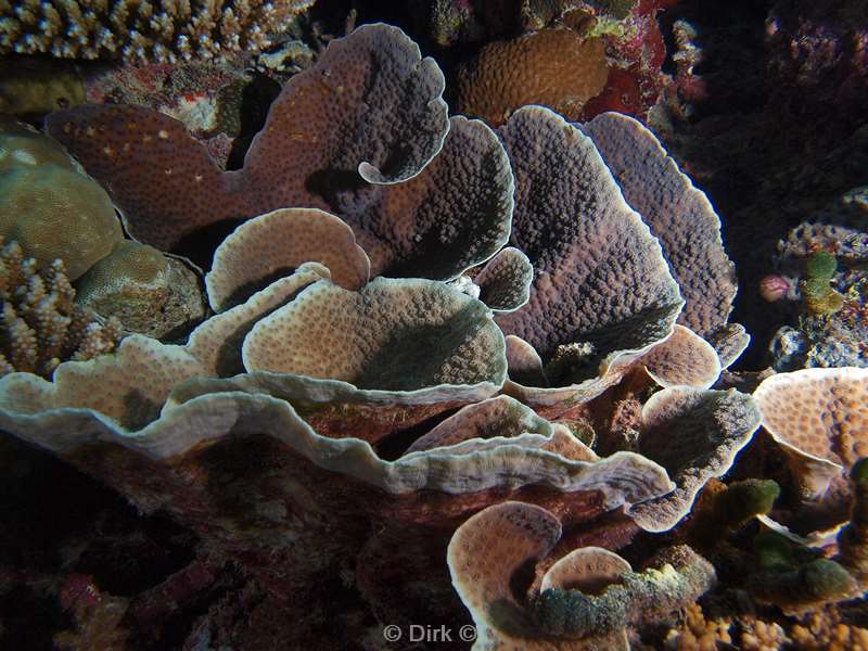 duiken malediven steenkoraal