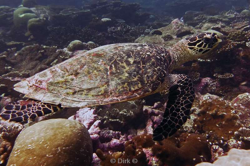 duiken malediven turtle
