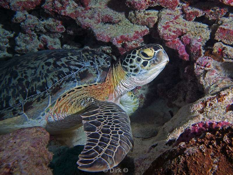 duiken malediven turtle