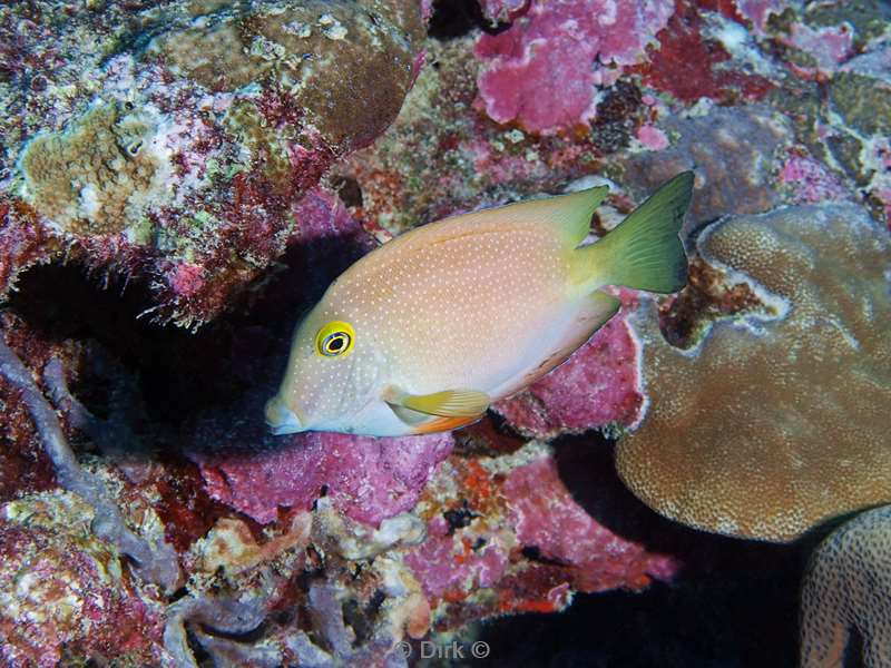 duiken malediven yellow fin surgeonfish