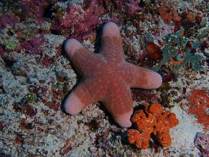 diving maldives sea star