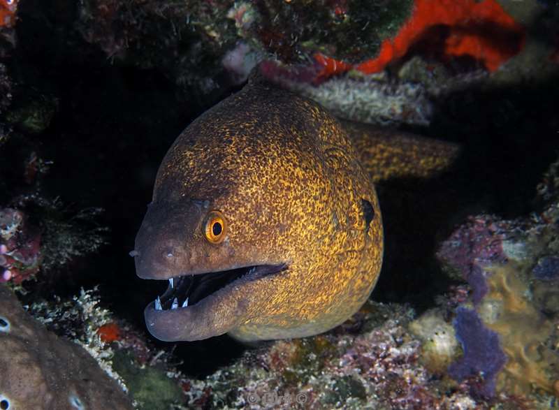 duiken malediven male atoll