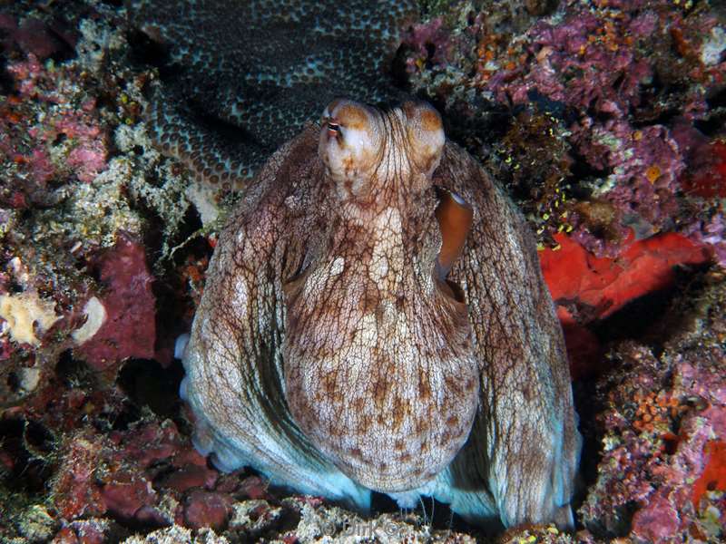 duiken malediven male atoll