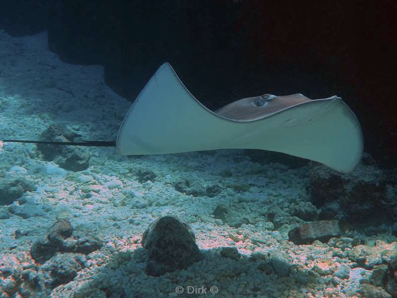 duiken malediven male atoll
