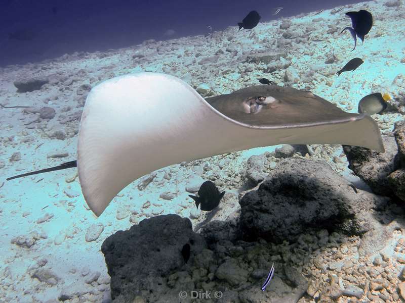 duiken malediven male atoll