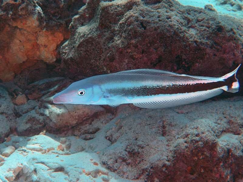 duiken malediven male atoll