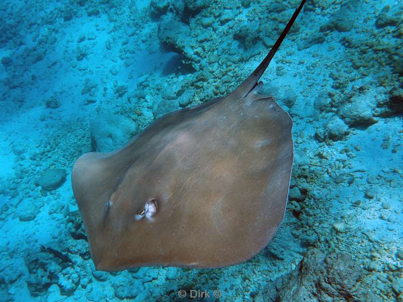 duiken malediven male atoll