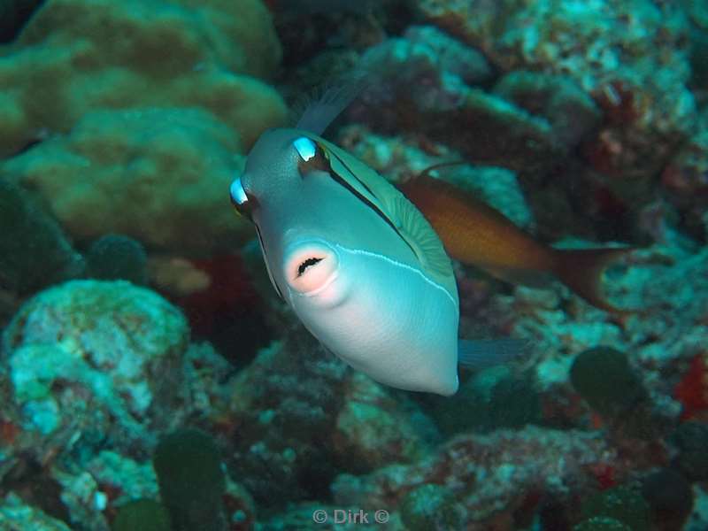 duiken malediven male atoll