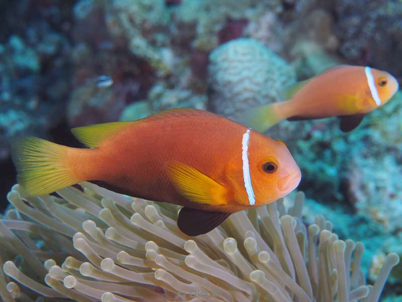 duiken malediven male atoll
