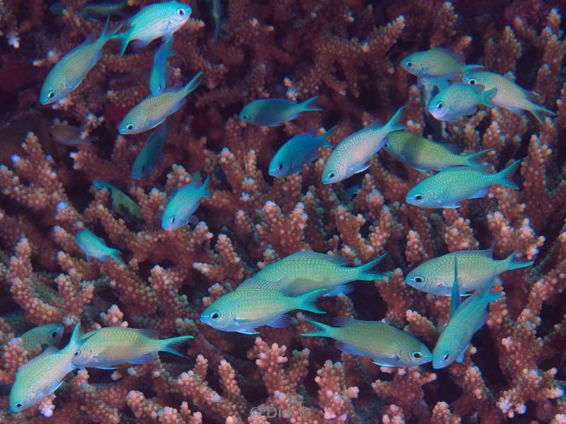 duiken malediven male atoll