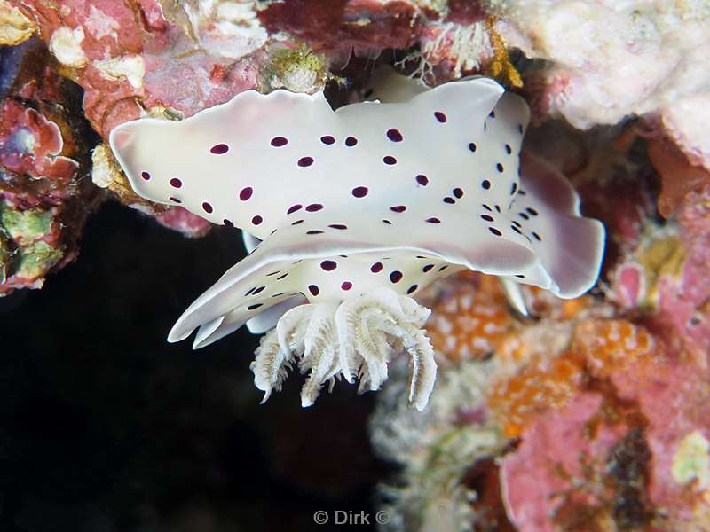 duiken malediven male atoll