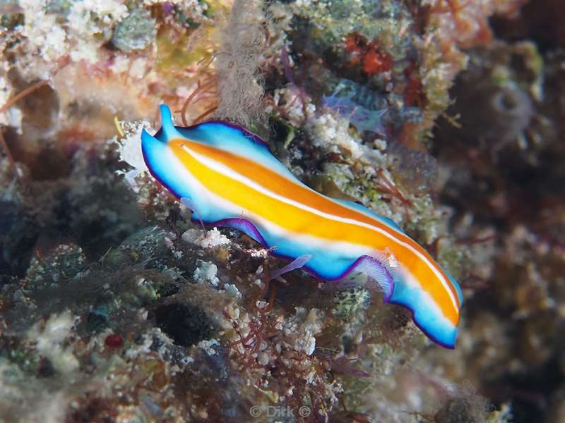duiken malediven male atoll