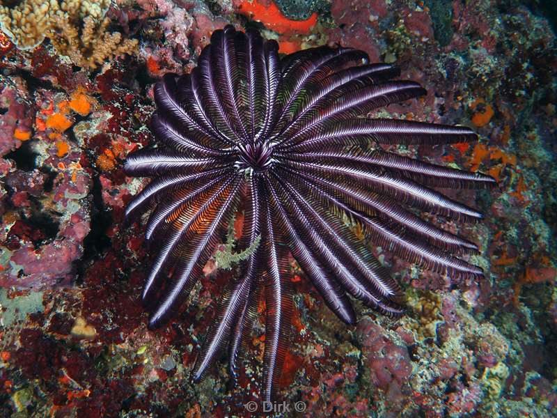 duiken malediven male atoll