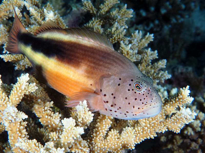 duiken malediven male atoll