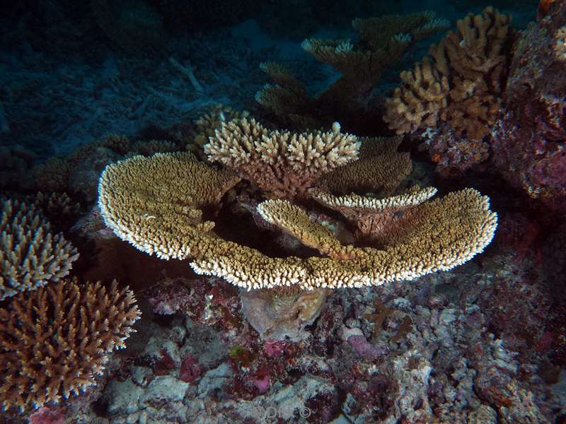 duiken malediven male atoll