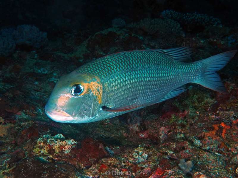 duiken malediven male atoll