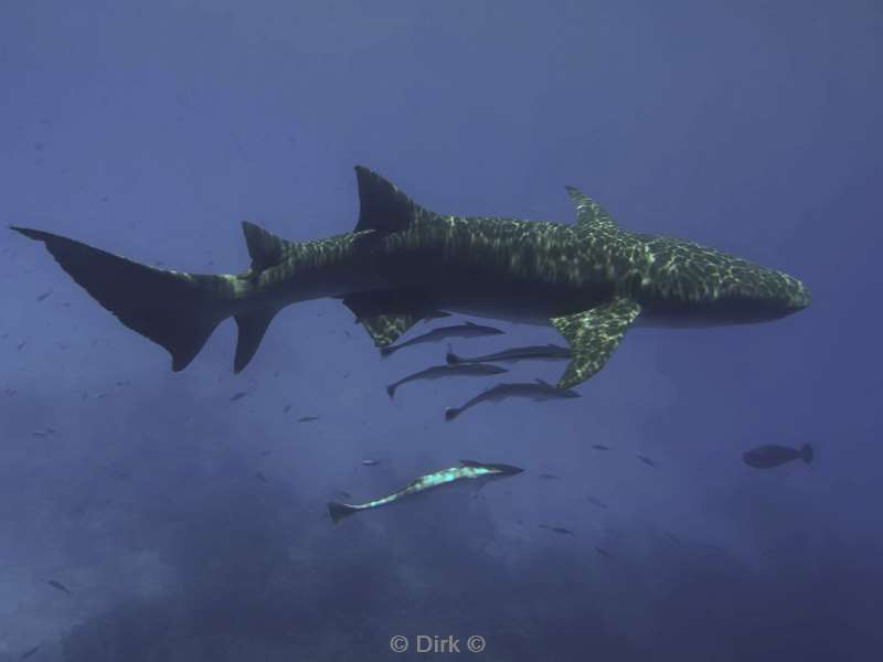 duiken malediven vaavu atoll