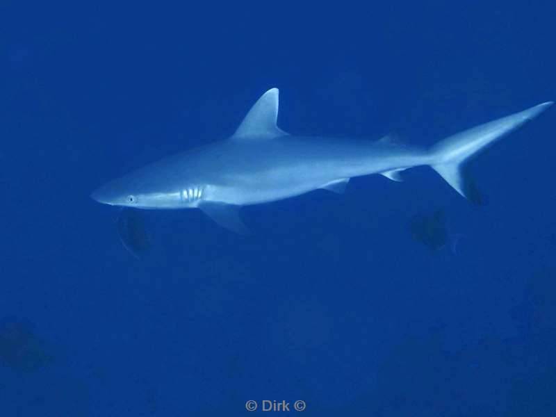 duiken malediven vaavu atoll