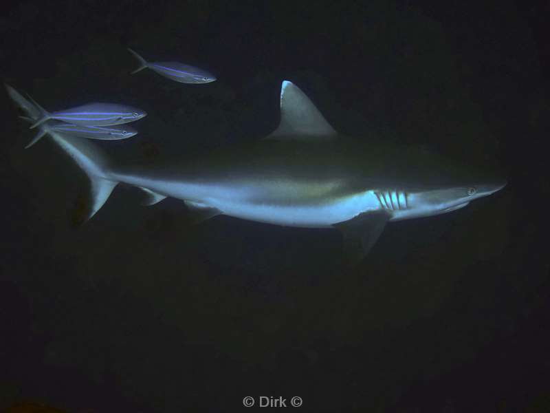 duiken malediven vaavu atoll