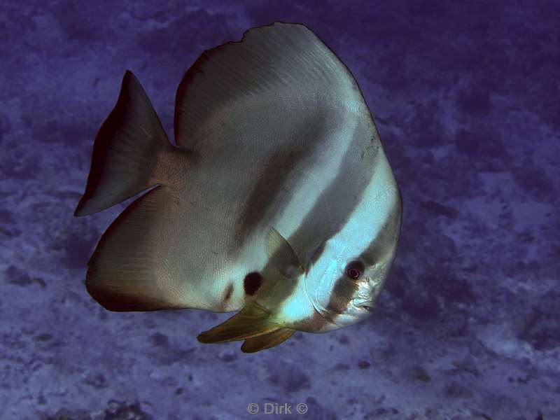 duiken malediven vaavu atoll