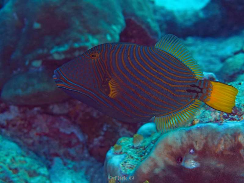 duiken malediven vaavu atoll