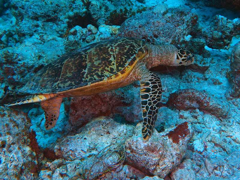 duiken malediven vaavu atoll