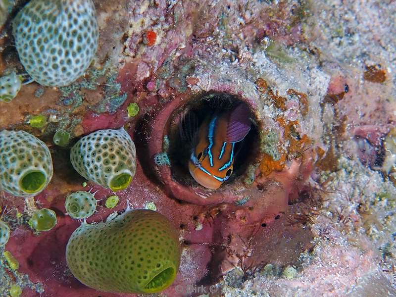 duiken malediven vaavu atoll