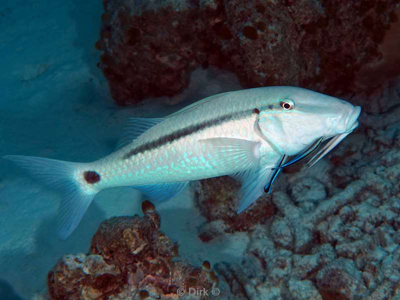 duiken malediven vaavu atoll