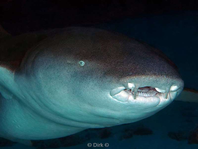 duiken malediven vaavu atoll