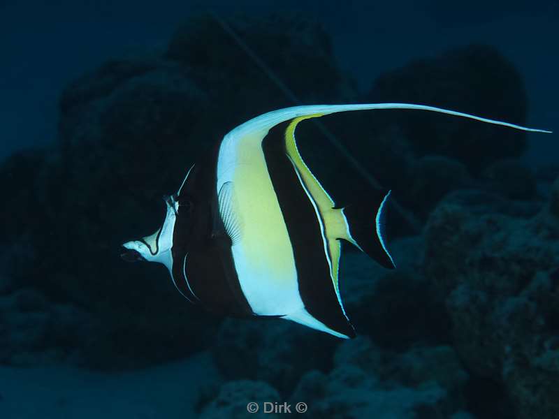 duiken malediven vaavu atoll