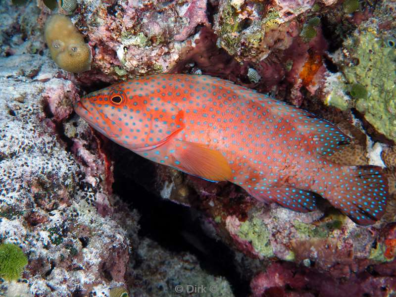 duiken malediven vaavu atoll
