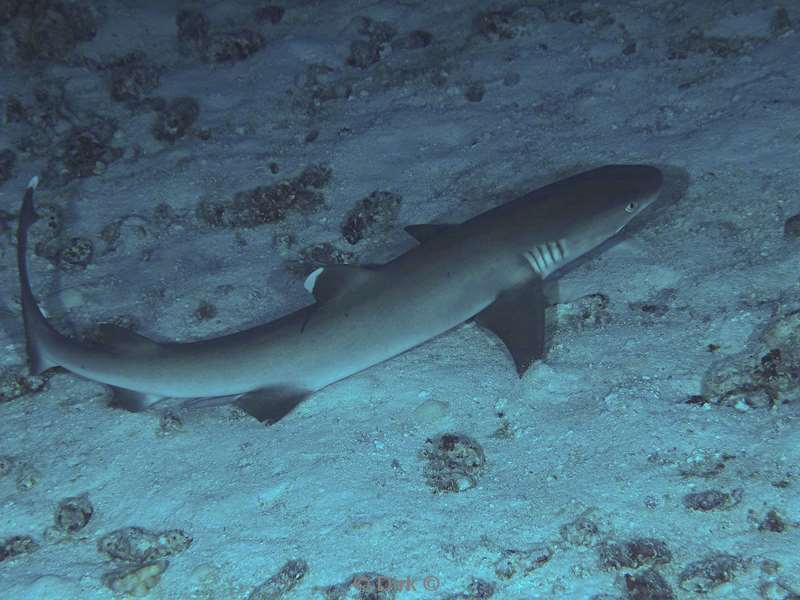 duiken malediven vaavu atoll