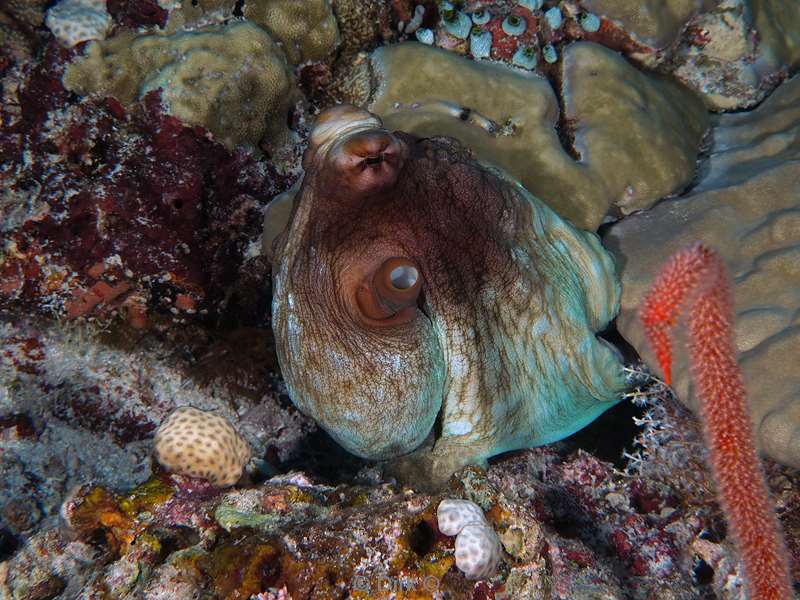 duiken malediven vaavu atoll