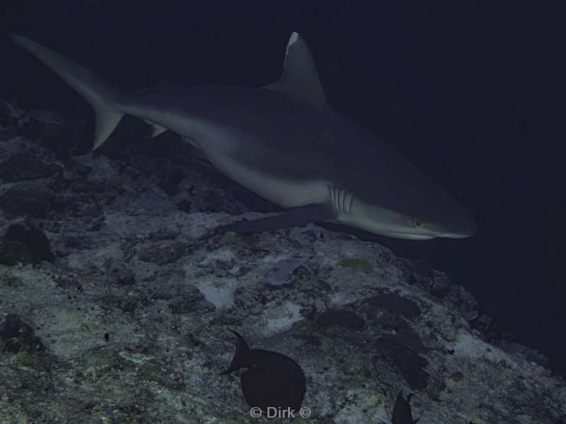 duiken malediven vaavu atoll